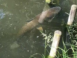 Teich Kleintauschwitz-3