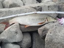 Rhein (Rodenkirchen)-1