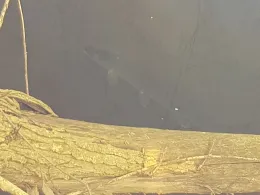 Gersprenz (Babenhausen)