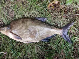 Kiesgrube Ovenstädt-2