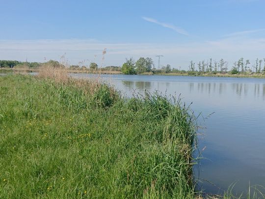 Torfstich VII (Trantow)