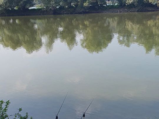 Rhein (Nackenheim)-3