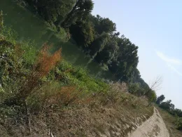 Rhein (Nackenheim)-2