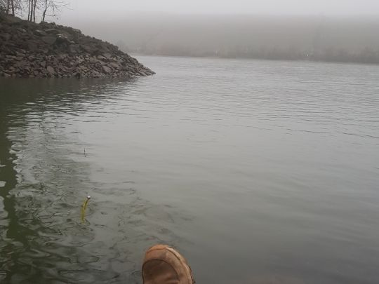 Rhein (Nackenheim) angeln