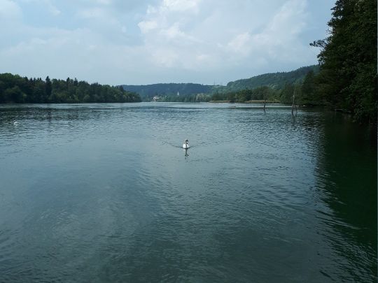 Rhein (Schwörstadt)-2