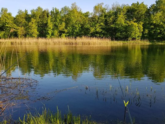 Waldseen Biederitzer Busch-3