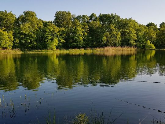 Waldseen Biederitzer Busch-2