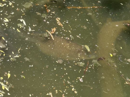 Deichsee (Buga-See Düsseldorf)