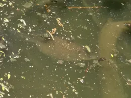 Deichsee (Buga-See Düsseldorf)