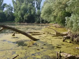 Geschlossener Trompeterbau (Speyer)