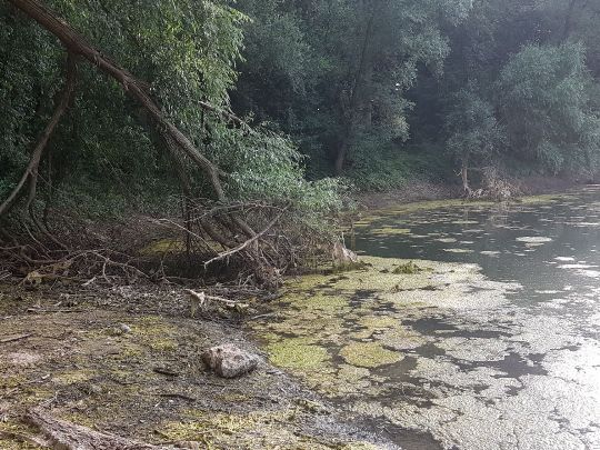 Geschlossener Trompeterbau (Speyer)-1