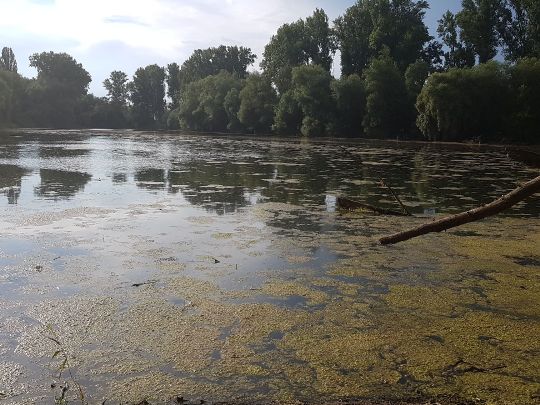 Geschlossener Trompeterbau (Speyer)-0