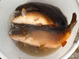 Kögelweiher (Nesselwang)-2