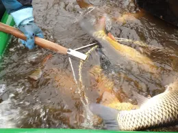 Kögelweiher (Nesselwang)