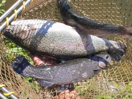 Kögelweiher (Nesselwang)-1