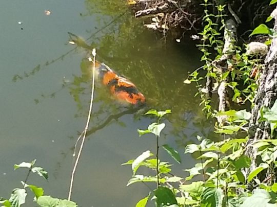 Alte Fahrt (Olfen)-3