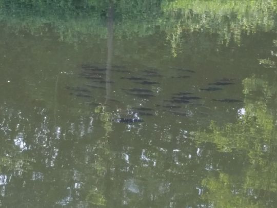 Alte Fahrt (Olfen)-4