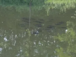 Alte Fahrt (Olfen)-4