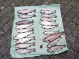 Angelanlage Luckenbach