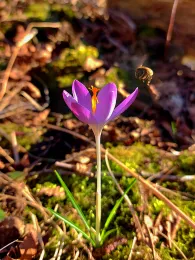 Schwarze Laber (Eisenhammer-Türklmühle)-1