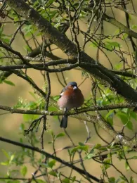 Schwarze Laber (Eisenhammer-Türklmühle)