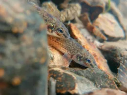 Schwarze Laber (Eisenhammer-Türklmühle)-3