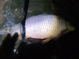 Abbaufeld Elbekies IV (Mühlberg)-2