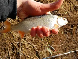 Schunter (Braunschweig)