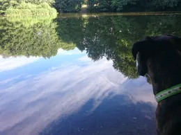 Brettmühlenteich (Niederzwönitz)-4