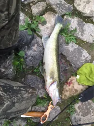 Neckar (Neckarsulm)-2