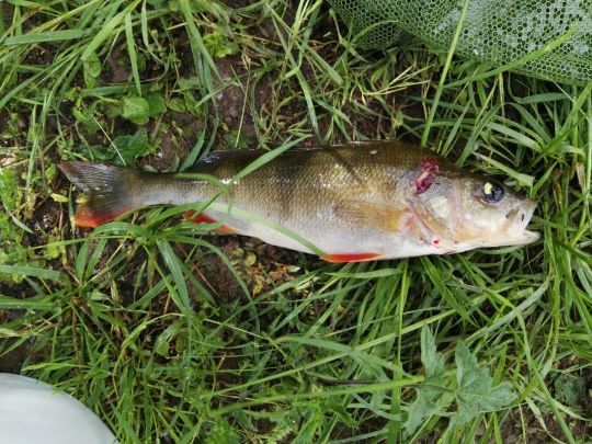 Neckar (Neckarsulm)-4