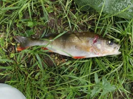 Neckar (Neckarsulm)-4