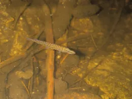 Schwarzenbachtalsperre-1