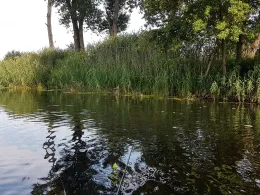 Rhin-Altlauf (Zootzen)-3