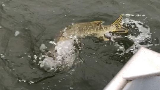 Großer Pönitzer See-3