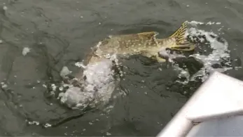 Großer Pönitzer See-3