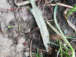 Niederwälder See 1-4