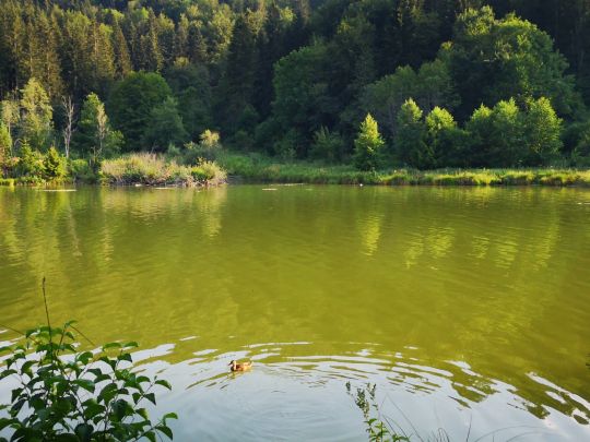 Stausee Kohlstatt-Brunnenbach-1