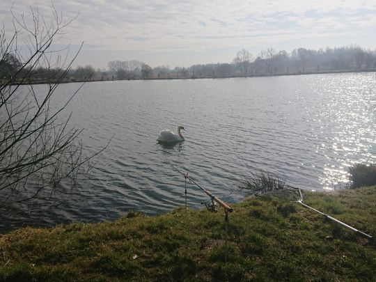 Teich Wilke (Horneburg)-1