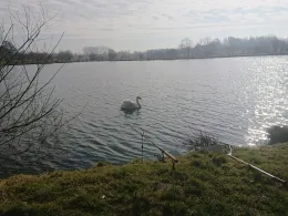 Teich Wilke (Horneburg)-1