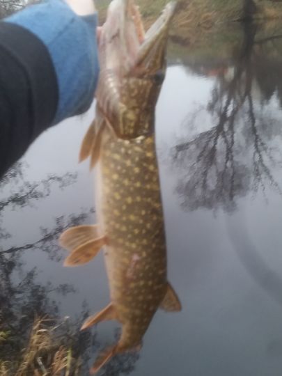 Spittelwasser (Jeßnitz)-2