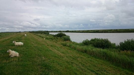 Baggerkuhle Sylt-1
