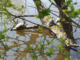 Funkturmsee (Pinneberg)-1