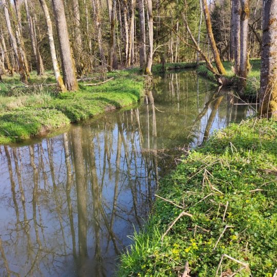 Bollenbach-1