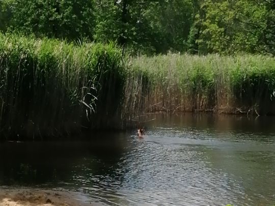 Großer Schindelteich (Röhrsdorf)-2