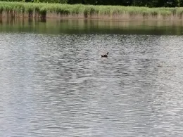 Großer Schindelteich (Röhrsdorf)-3