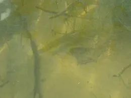 Lechstaustufe 10 (Epfach)