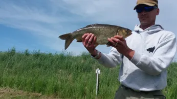 Eider (Dellstedt-Wrohm)