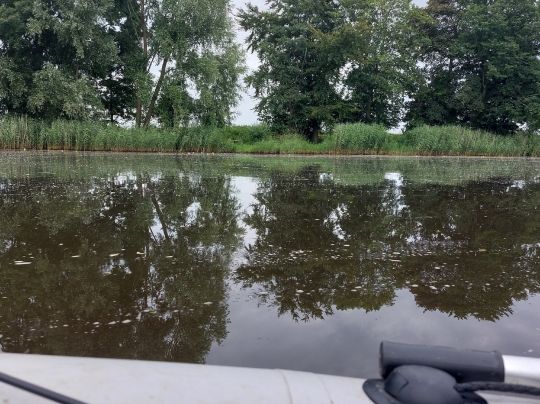 Eider (Dellstedt-Wrohm)-3