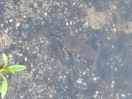 Hemmelsbäker Kanal (Oldenburg)-4